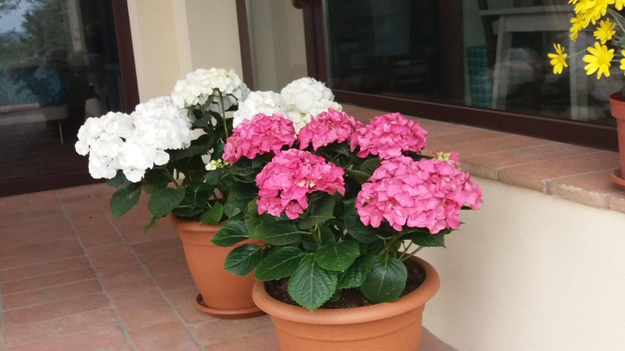 Il Fienile Holiday Home Le Fornacette Ngoại thất bức ảnh